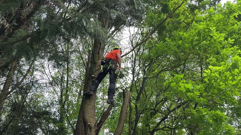 Professional Tree Services in Mount Vernon, AL